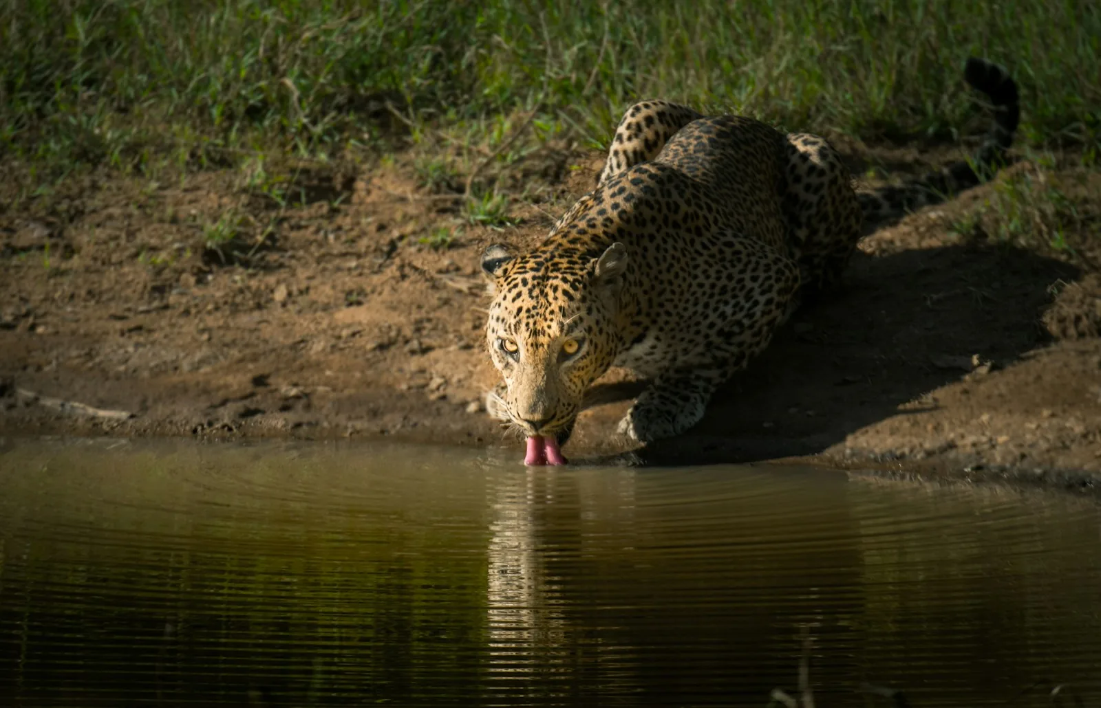 Leopard resting in golden light